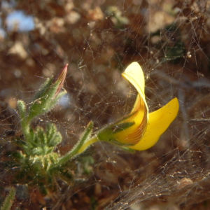 Kanarischer Druesenginster Bluete gelb Adenocarpus foliolosus 22
