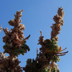 Kanarischer Druesenginster Bluete gelb Adenocarpus foliolosus 23