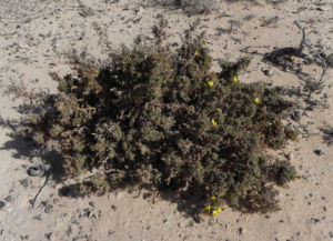 Kanarischer Druesenginster Bluete gelb Adenocarpus foliolosus 24