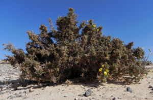 Kanarischer Druesenginster Bluete gelb Adenocarpus foliolosus 25