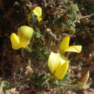 Kanarischer Druesenginster Bluete gelb Adenocarpus foliolosus 26