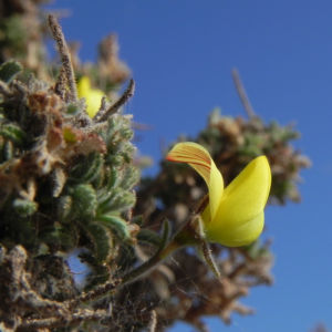Kanarischer Druesenginster Bluete gelb Adenocarpus foliolosus 27