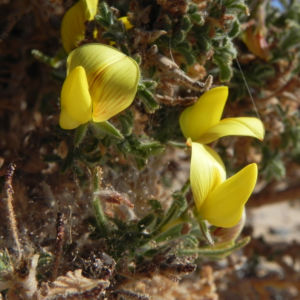 Kanarischer Druesenginster Bluete gelb Adenocarpus foliolosus 29