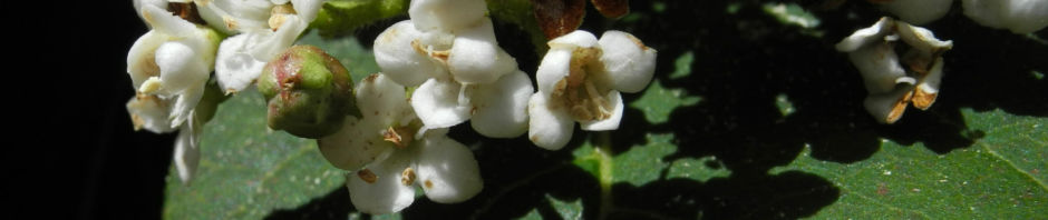 kanarischer-schneeball-bluete-weiss-viburnum-tinus