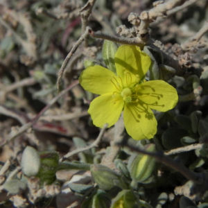 Kanarisches Sonnenroeschen Bluete gelb Helianthemum canariense 03