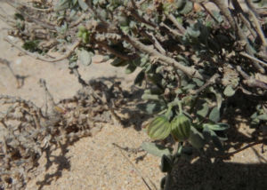 Kanarisches Sonnenroeschen Bluete gelb Helianthemum canariense 05