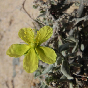 Kanarisches Sonnenroeschen Bluete gelb Helianthemum canariense 06