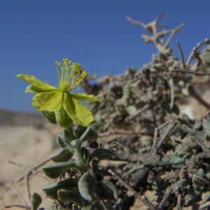 Kanarisches Sonnenroeschen Bluete gelb Helianthemum canariense 07