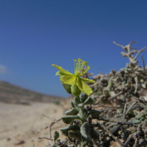 Kanarisches Sonnenroeschen Bluete gelb Helianthemum canariense 08