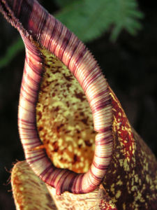 Kannenstrauch Becher Nepenthes x Mizuho 01