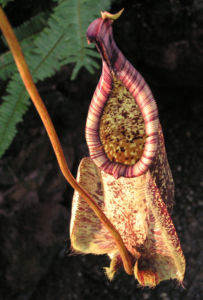 Kannenstrauch Becher Nepenthes x Mizuho 02