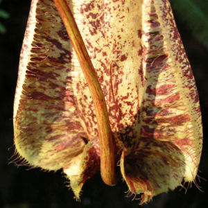 Kannenstrauch Becher Nepenthes x Mizuho 03