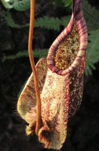 Kannenstrauch Becher Nepenthes x Mizuho 04