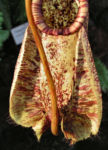 Kannenstrauch Becher Nepenthes x Mizuho 05