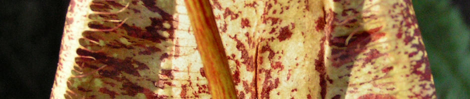 Anklicken um das ganze Bild zu sehen  Kannenstrauch Becher - Nepenthes x mizuho