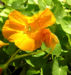 Zurück zum kompletten Bilderset Große Kapuzinerkresse Blüte orange Tropaeolum majus