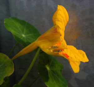 Kapuzinerkresse Bluete gelb rot Tropaeolum majus 19