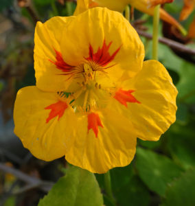 Kapuzinerkresse Bluete gelb rot Tropaeolum majus 20