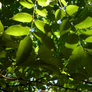 Karambole Karambola Blatt gruen Averrhoa carambola 07