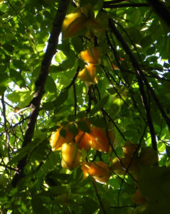 Karambole Karambola Sternfrucht gelb Averrhoa carambola 01