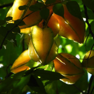 Karambole Karambola Sternfrucht gelb Averrhoa carambola 02