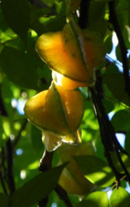 Karambole Karambola Sternfrucht gelb Averrhoa carambola 03