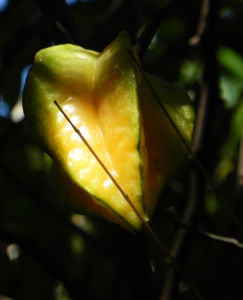 Karambole Karambola Sternfrucht gelb Averrhoa carambola 05