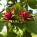 Zurück zum kompletten Bilderset Karolina Nelkenpfeffer Blüte rötlich - Calycanthus floridus