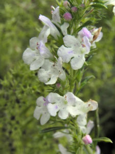 Karst Bergminze Bluete weiss pink Satureja montana 01