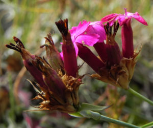 Kartaeusernelke Bluete pink Dianthus carthusianorum 09