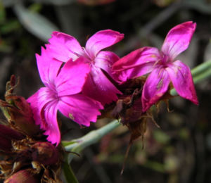 Kartaeusernelke Bluete pink Dianthus carthusianorum 11