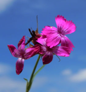 Kartaeusernelke Bluete pink Dianthus carthusianorum 14