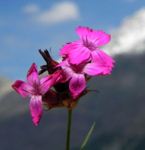 Kartaeusernelke Bluete pink Dianthus carthusianorum 15