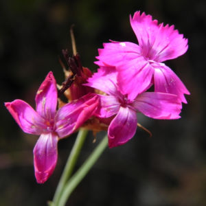 Kartaeusernelke Bluete pink Dianthus carthusianorum 17
