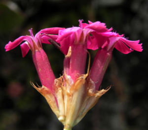 Kartaeusernelke Bluete pink Dianthus carthusianorum 18
