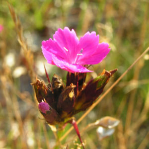 Karthaeuser Nelke Bluete pink Dianthus carthusianorum 03