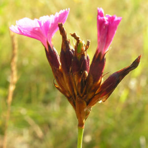 Karthaeuser Nelke Bluete pink Dianthus carthusianorum 04