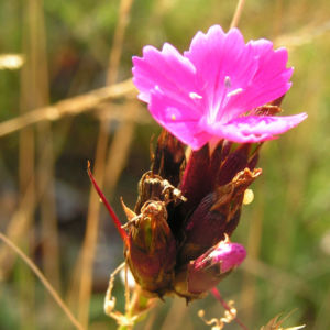 Karthaeuser Nelke Bluete pink Dianthus carthusianorum 07