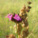 Zurück zum kompletten Bilderset Kartäusernelke Blüte pink Dianthus carthusianorum