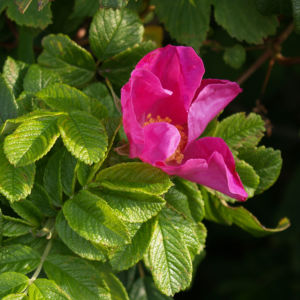 Kartoffel Rose Bluete rosa Rosa rugosa 08