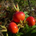 Zurück zum kompletten Bilderset Kartoffel-Rose Frucht rot Hagebutten Rosa rugosa