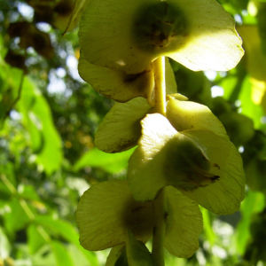 Kaukasische Fluegelnuss Frucht Pterocarya fraxinifolia 01