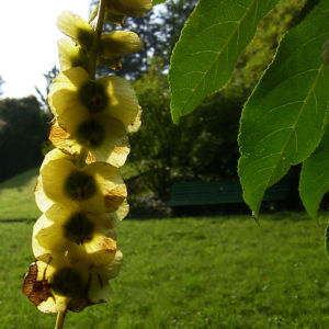 Kaukasische Fluegelnuss Frucht Pterocarya fraxinifolia 02