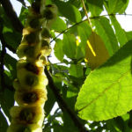 Kaukasische Fluegelnuss Frucht Pterocarya fraxinifolia 03