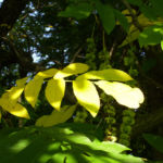 Kaukasische Fluegelnuss Frucht Pterocarya fraxinifolia 04