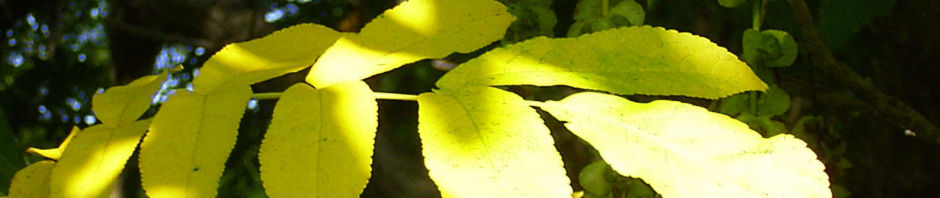 Anklicken um das ganze Bild zu sehen  Kaukasische Flügelnuss Frucht - Pterocarya fraxinifolia