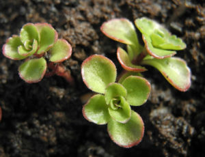Kaukasus Asienfetthenne Blatt gruen Phedimus spurius 03
