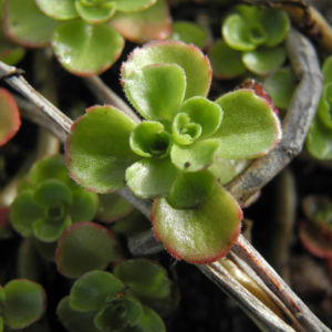 Kaukasus Asienfetthenne Blatt gruen Phedimus spurius 04