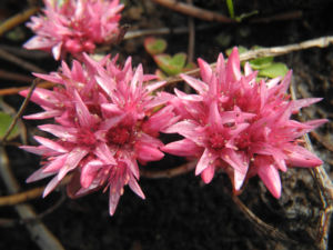 Kaukasus Asienfetthenne Bluete rot Phedimus spurius 03