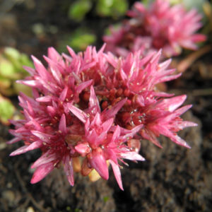 Kaukasus Asienfetthenne Bluete rot Phedimus spurius 04